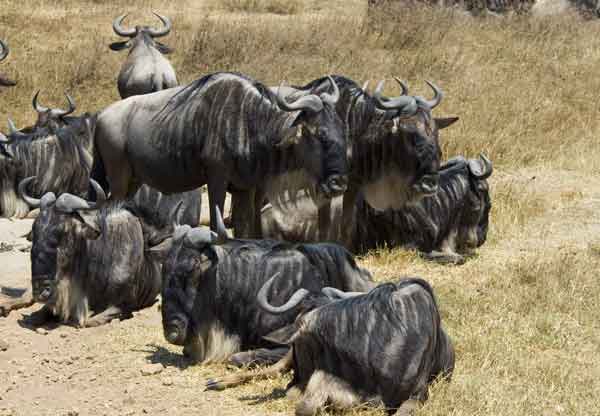 Antílope Ñu - cráter del Ngorongoro - Tanzania 2.jpg